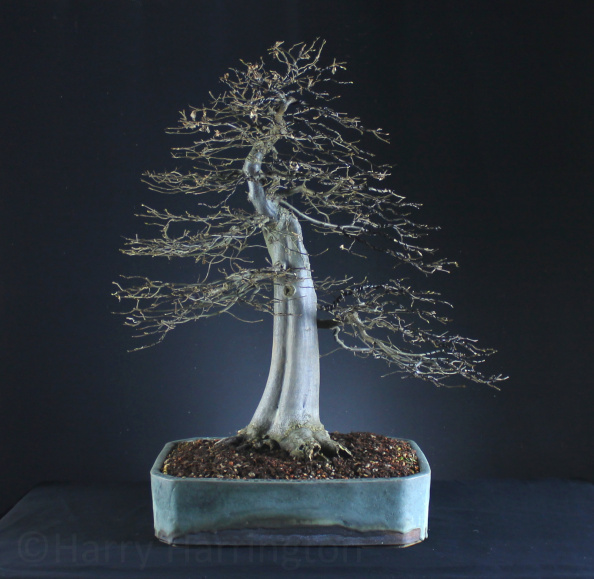 hornbeam bonsai